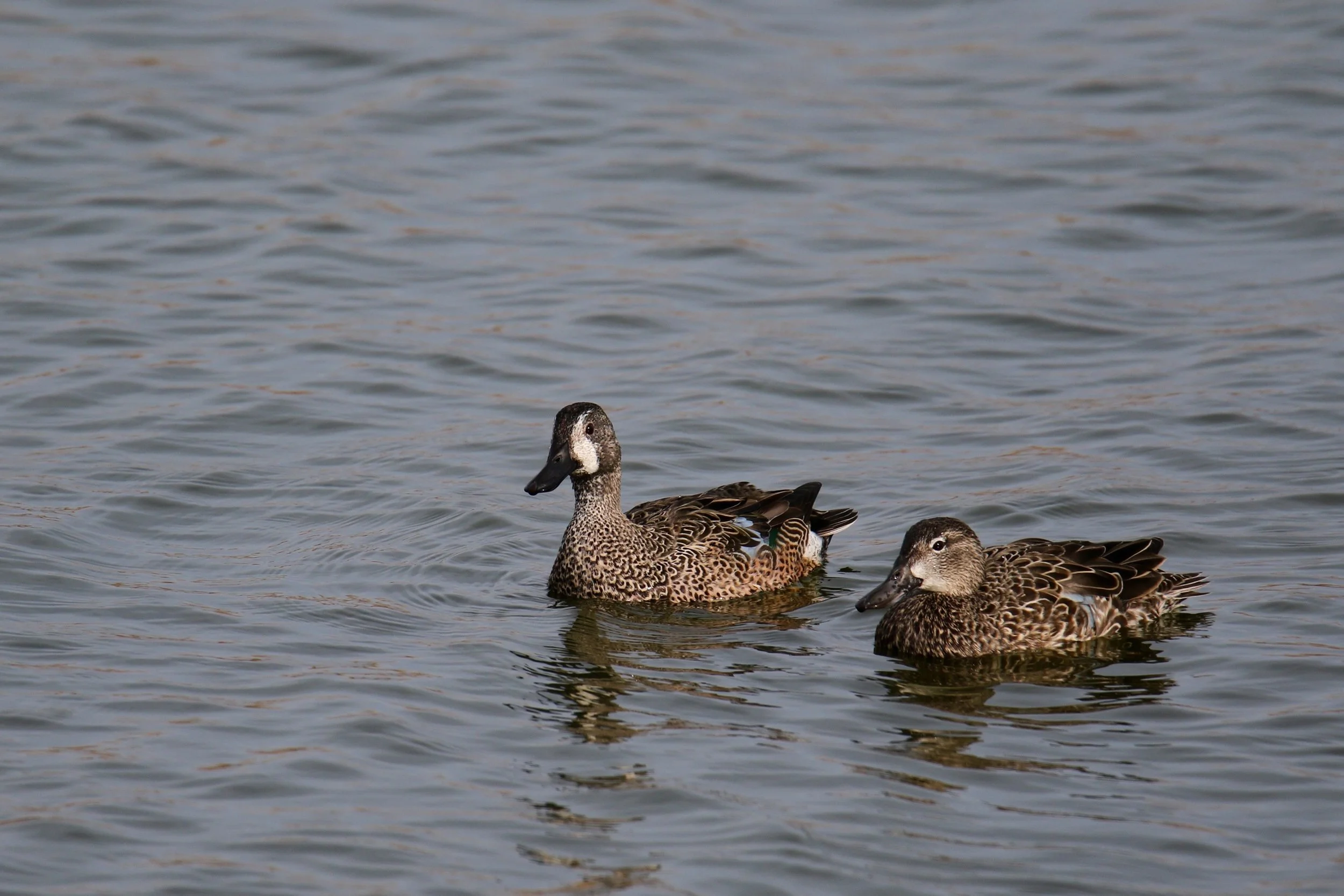 Blue-winged Teal (male and female), Pea Island NWR