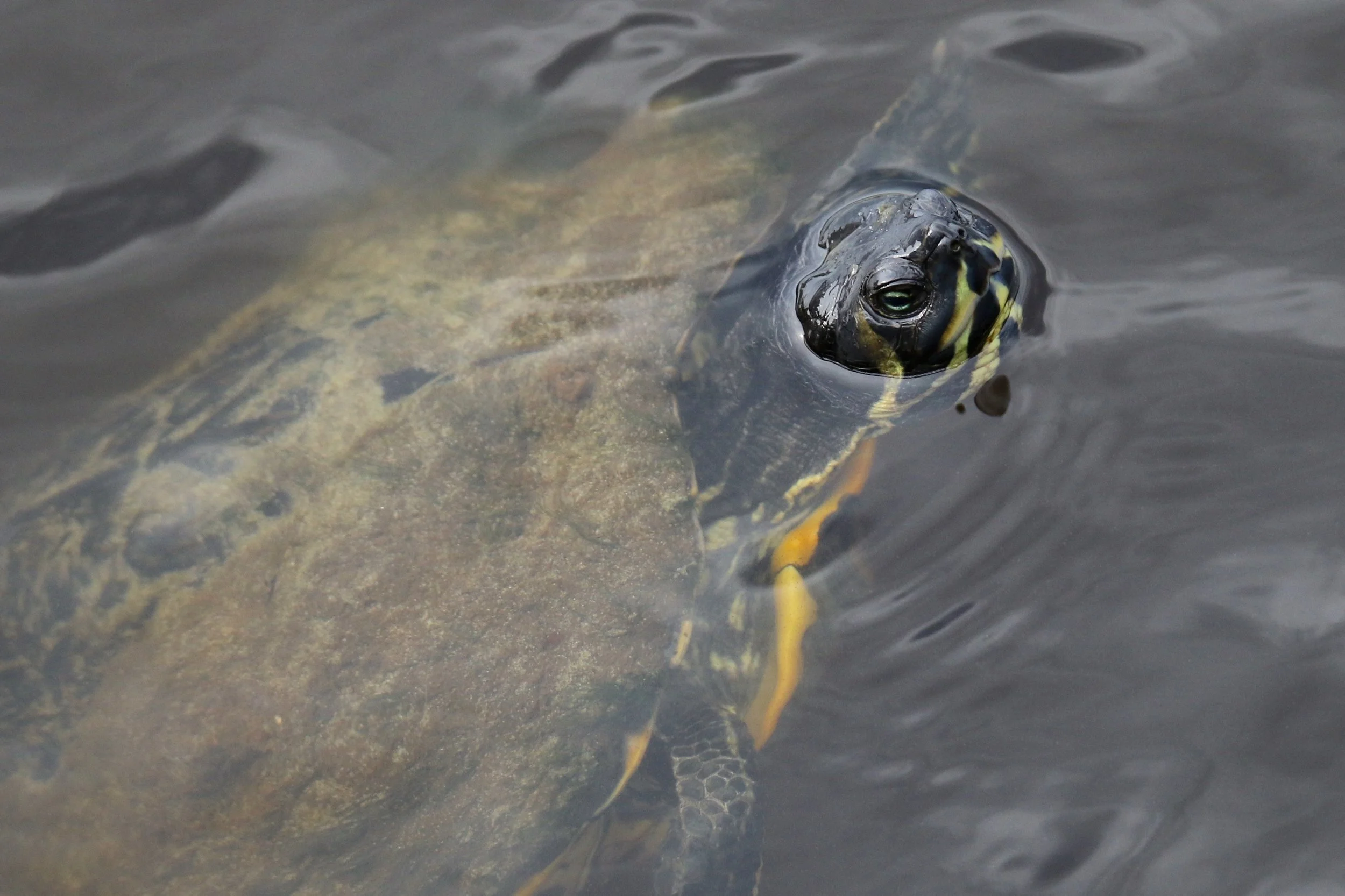 Yellow-eared Slider, Pea Island NWR