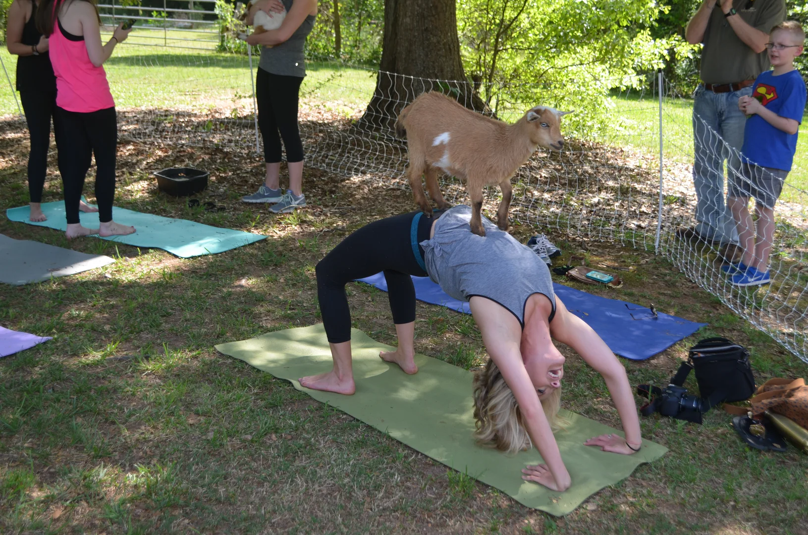 goat yoga.jpg