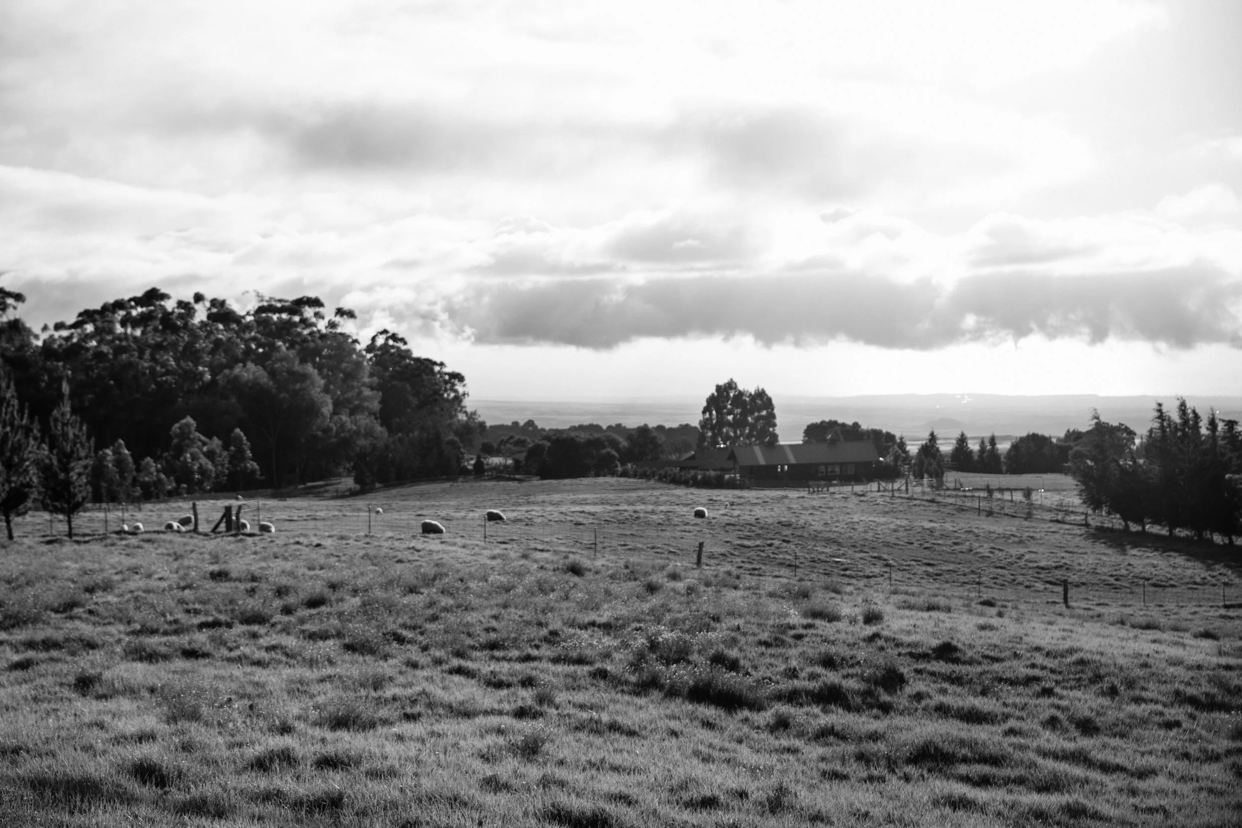 IMG_9806.jpg