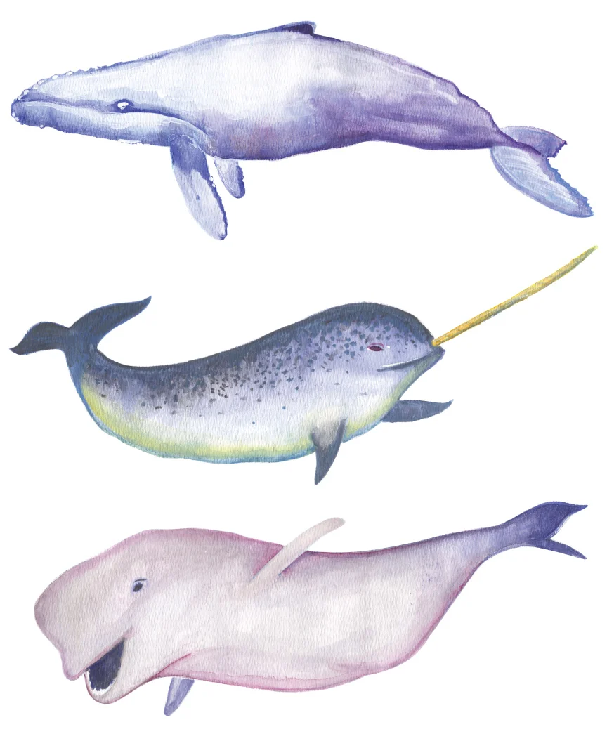 Whales_closeup.jpg