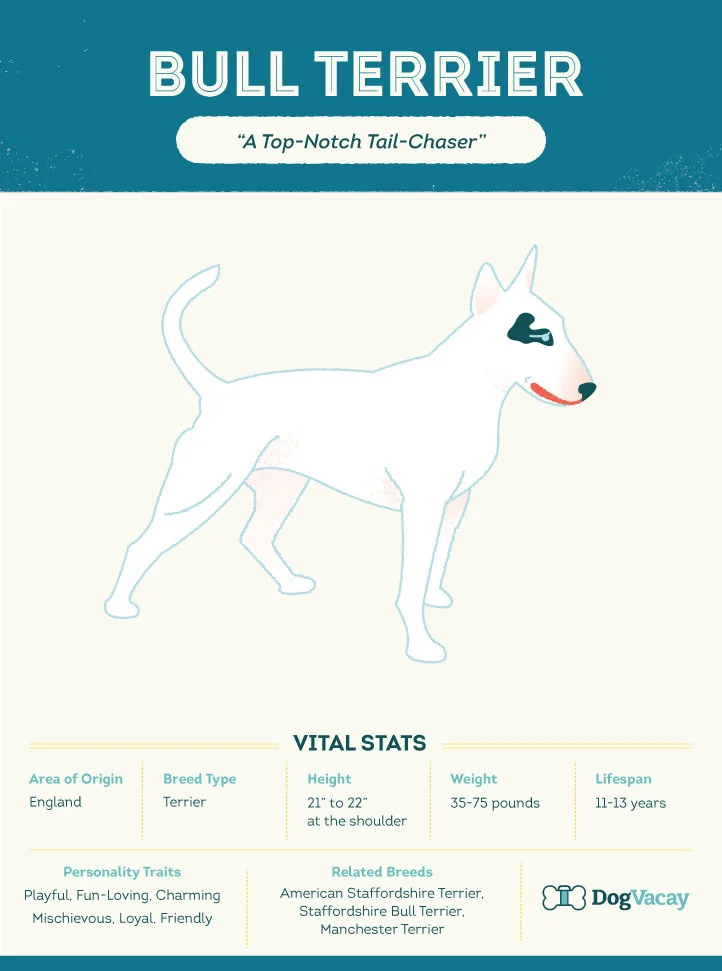 bull-terrier.jpg