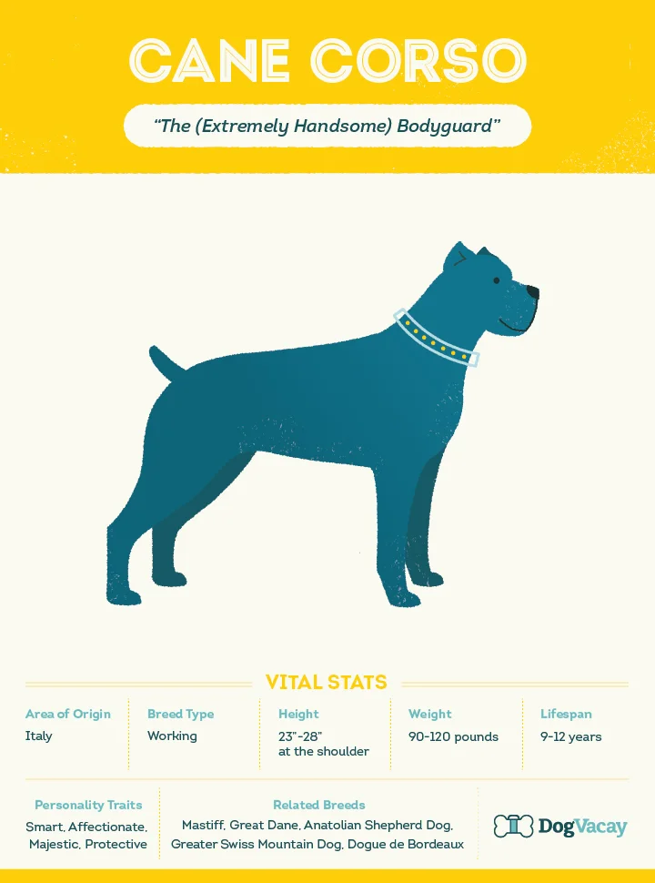 cane_corso.jpg