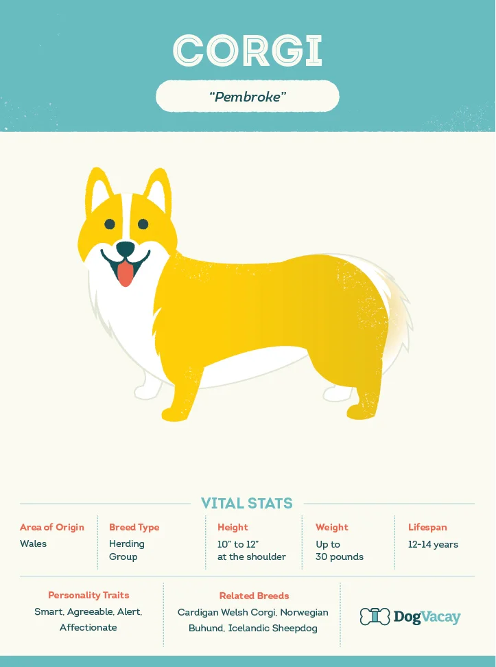 corgi-02.jpg