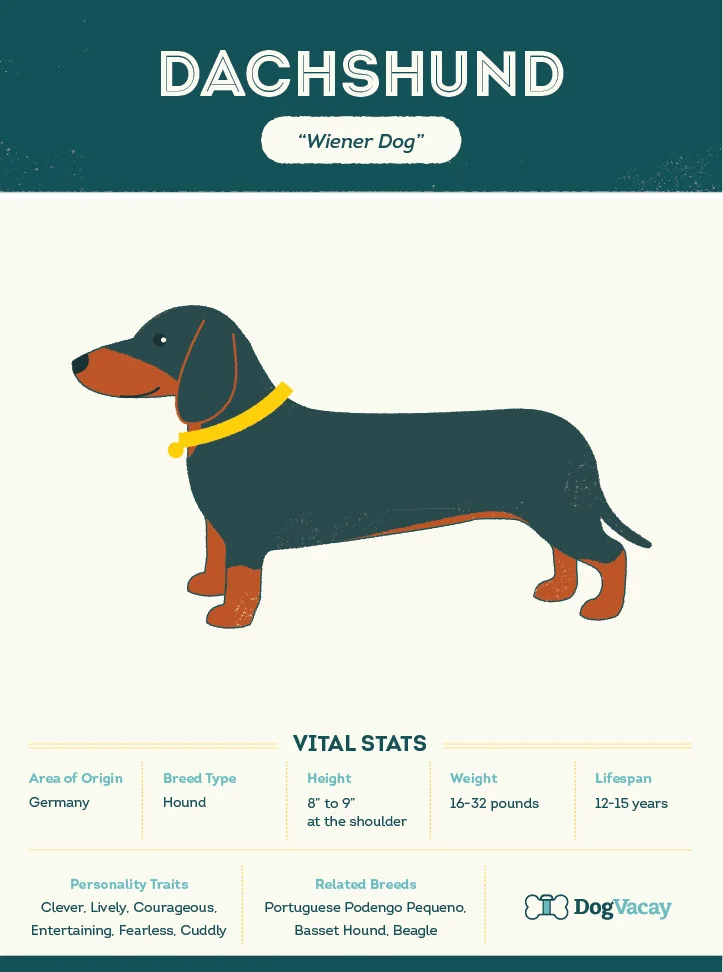 dachshund-02.jpg