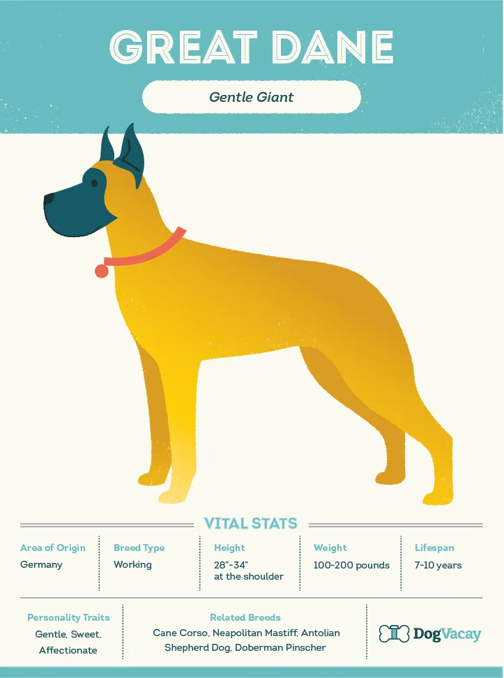 great_dane-02.jpg