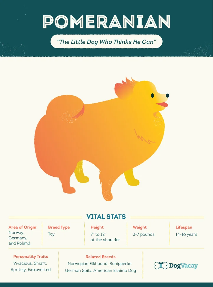 pomeranian.jpg