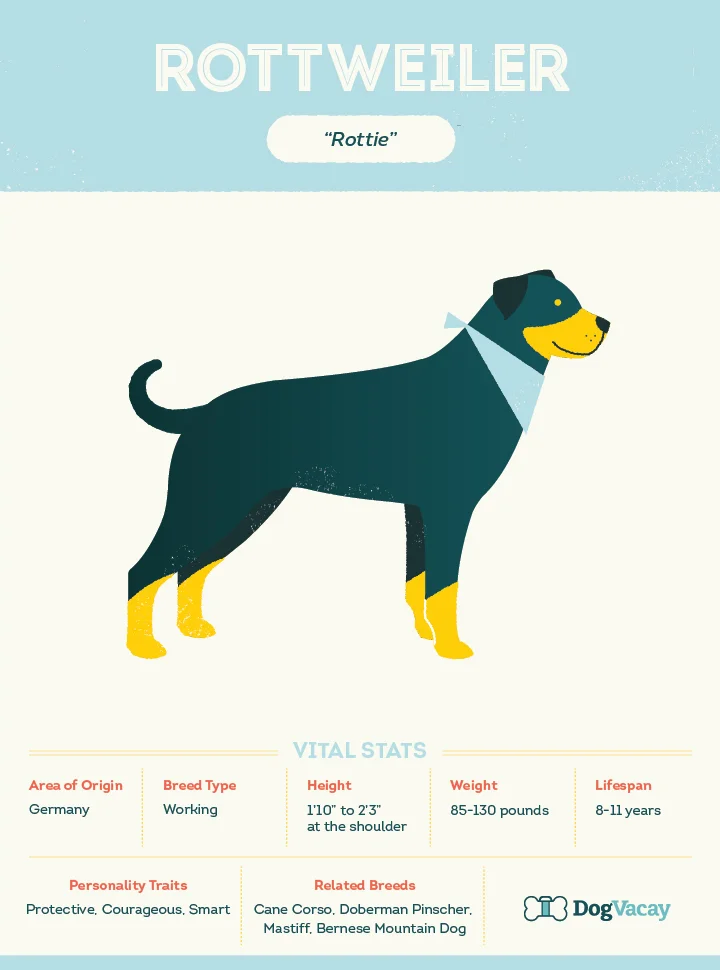 rottweiler_stats.jpg