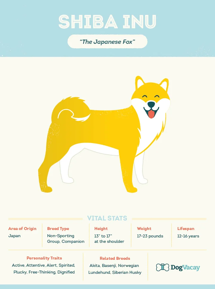 shiba_inu.jpg