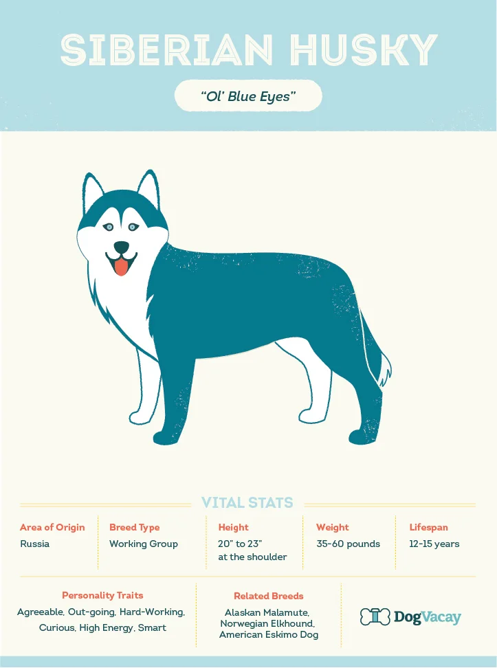siberian_husky-02.jpg