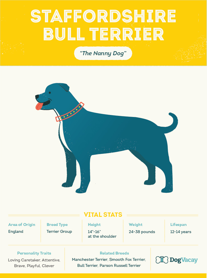 staffordshire_bull_terrier-02.jpg