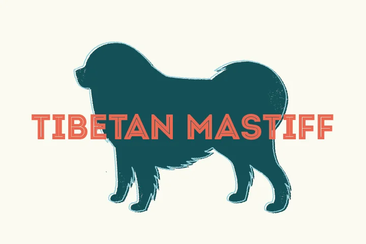 tibetan_mastiff_thumb.jpg