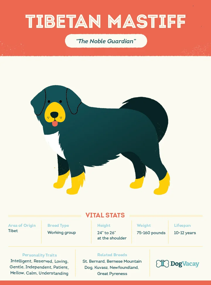 tibetan_mastiff.jpg