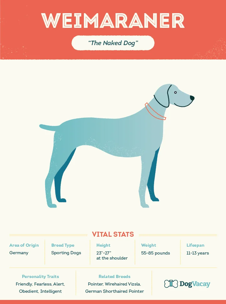 weimaraner-01.jpg