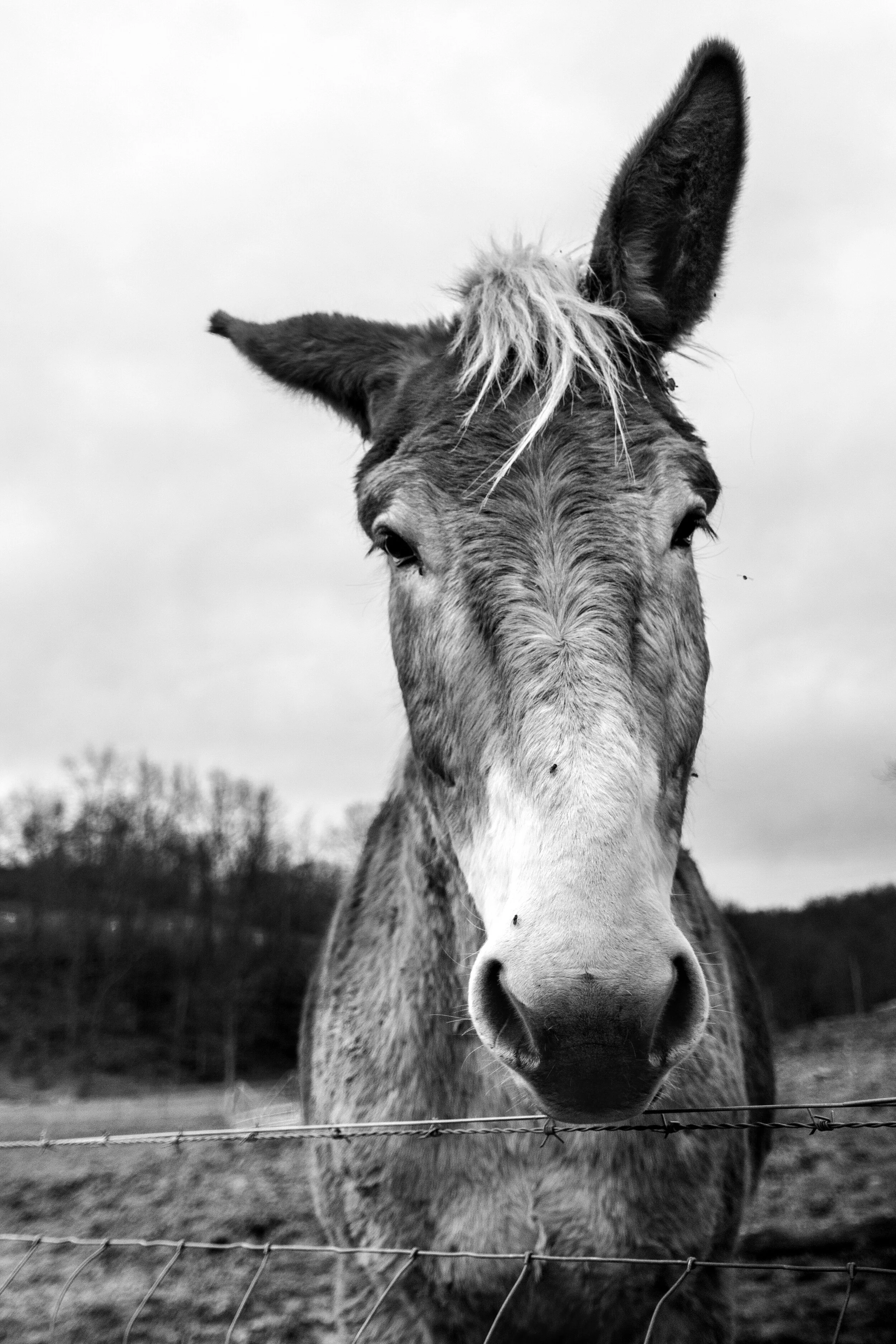   Minnie Lucas  | Minnie Lucas  My photography focuses on storytelling and nature whether that story is in the country or the city. In the summer, spring, and fall, it’s so colorful. In the winter, the trees don’t have any leaves. You can see every t