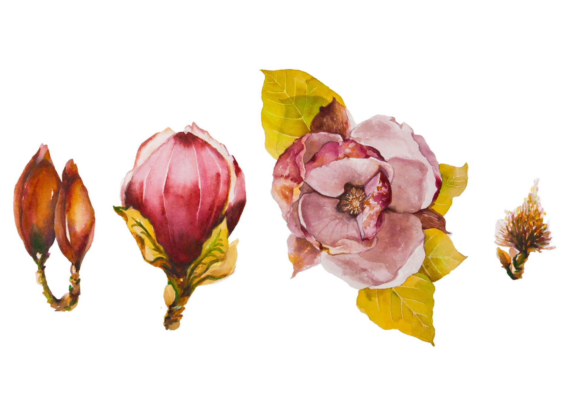 Marissa's control of watercolor enables the medium to speak through the painting, lending a free-form element to a meticulously crafted piece.