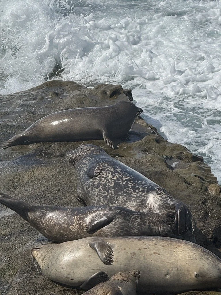 Image - 2026-03-30T152116.747.jpeg