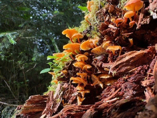 mushrooms.jpeg
