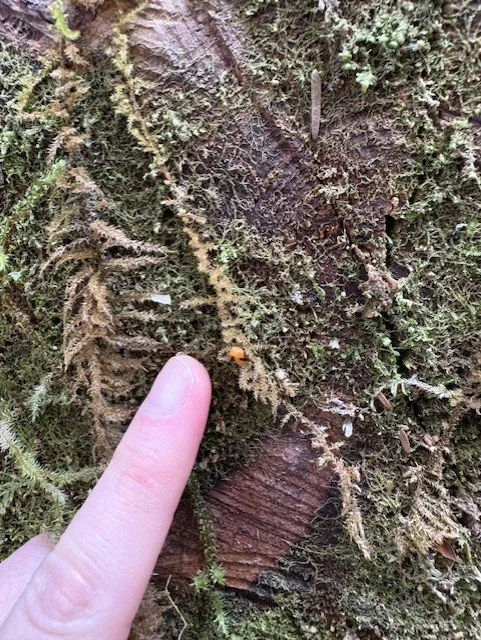 tiny mushroom.jpeg