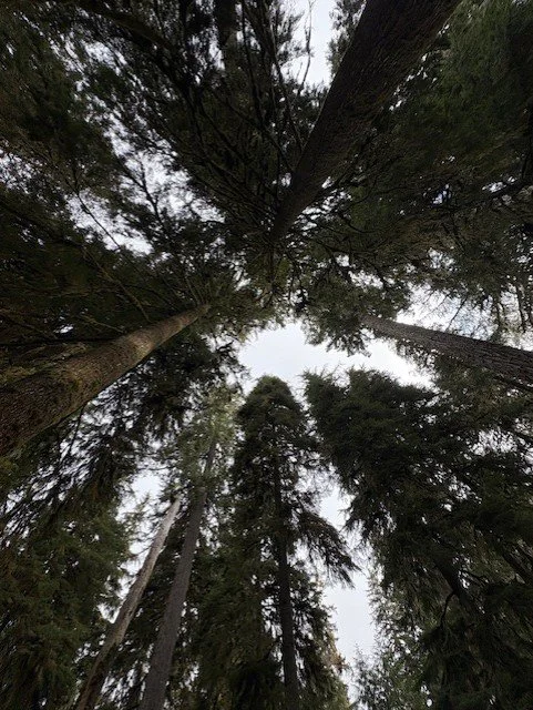 canopy.jpeg