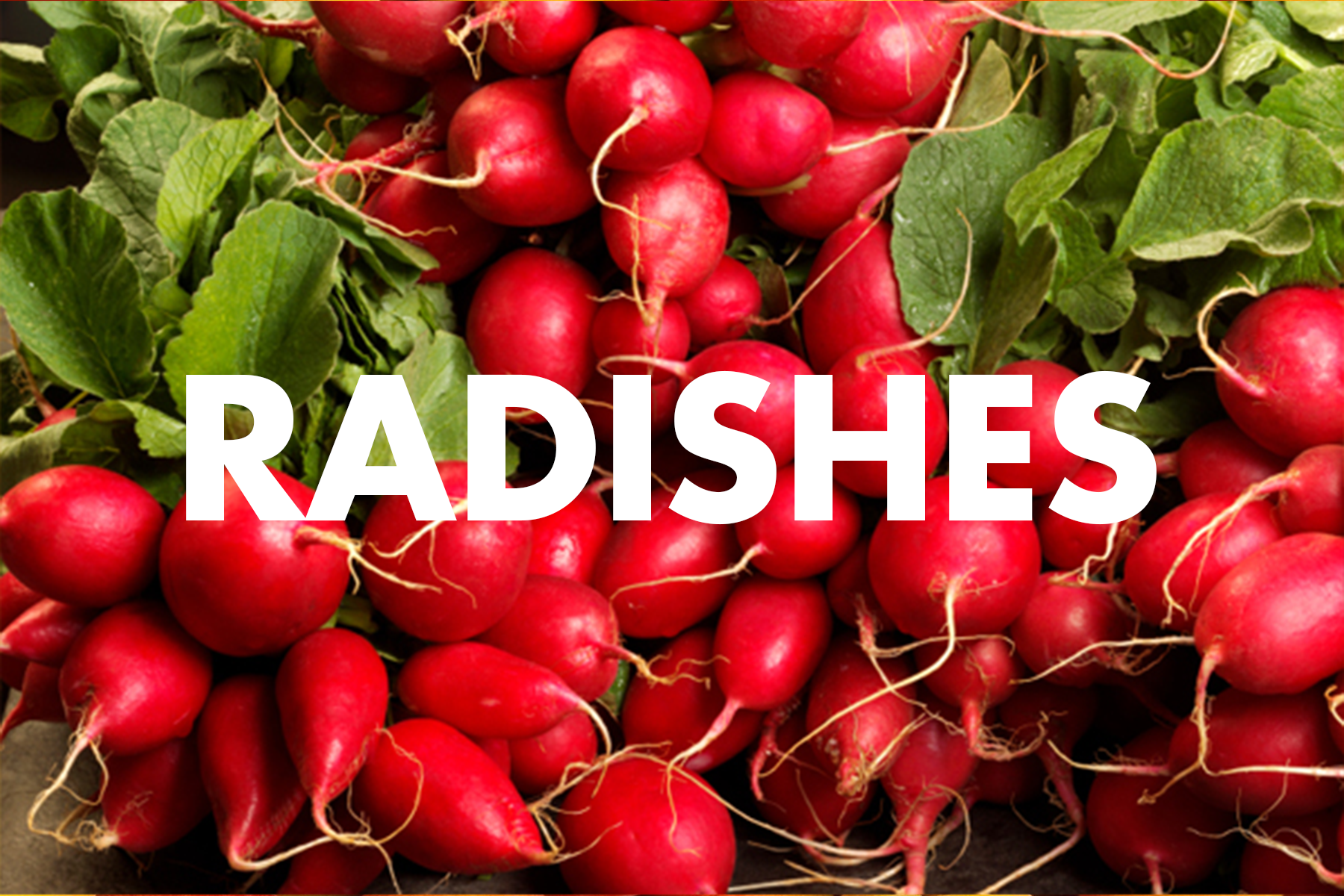 Radishes.png