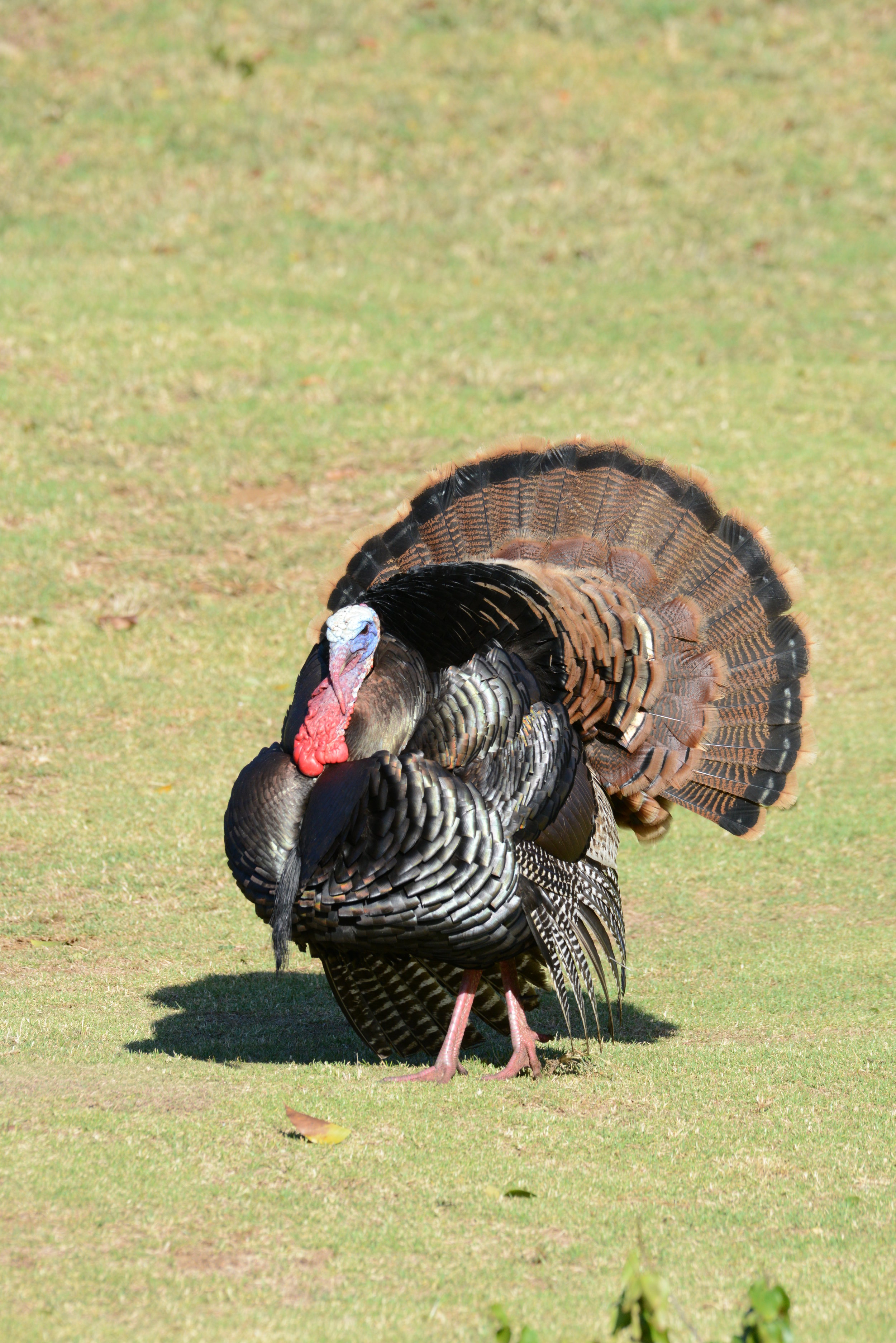 Makani Turkey 2.JPG