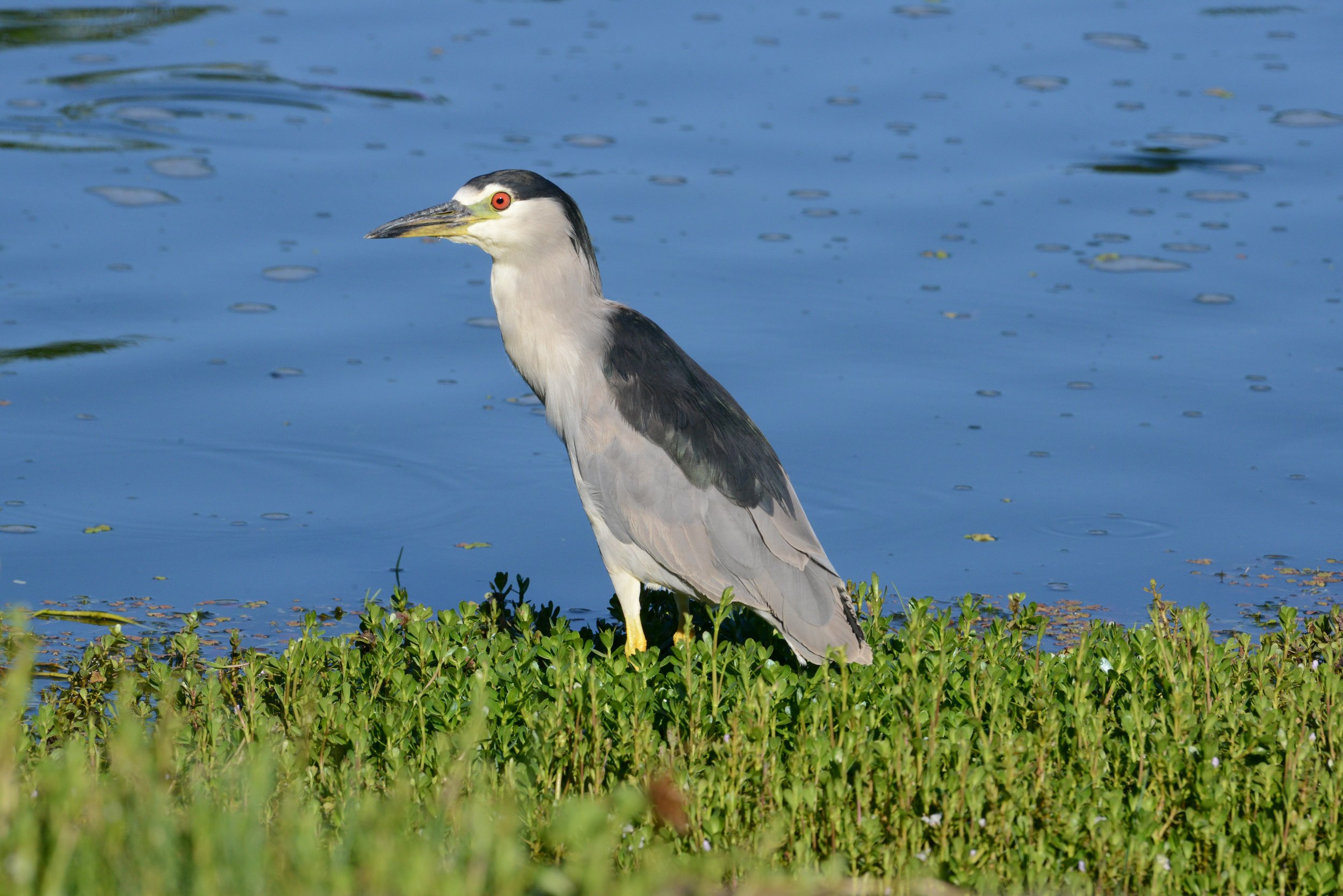 Makani Heron 1.JPG