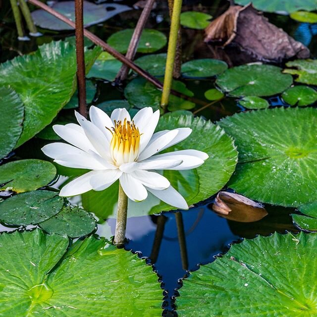 Beautiful Water Lily @ Makani Golf Club

#ゴルフ #puuanahulu #ハワイ #ハワイ在住 #ハワイ島 #golf #golfcourse #ハワイゴルフ #ハワイゴルフ女子 
#ハワイゴルフ男子 #マカニゴルフクラブ #makanigolfclub #hawaiigolf #golfhawaii@#waterlily #waterlilypond #スイレン