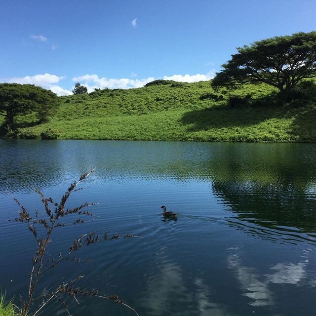 #12 Hole at Makani Golf Club 
#puuanahulu #ゴルフ #ゴルフ三昧 #ゴルフ女子 #ゴルフ男子 #ゴルファー #ゴルフ好き 
#はわい #ハワイ #ハワイ在住 #ハワイ島#ハワイ島
#makanigolfclub #マカニゴルフクラブ #golf #hawaiigolf #golfhawaii #hawaii #bigislandhawaii #islandofhawaii