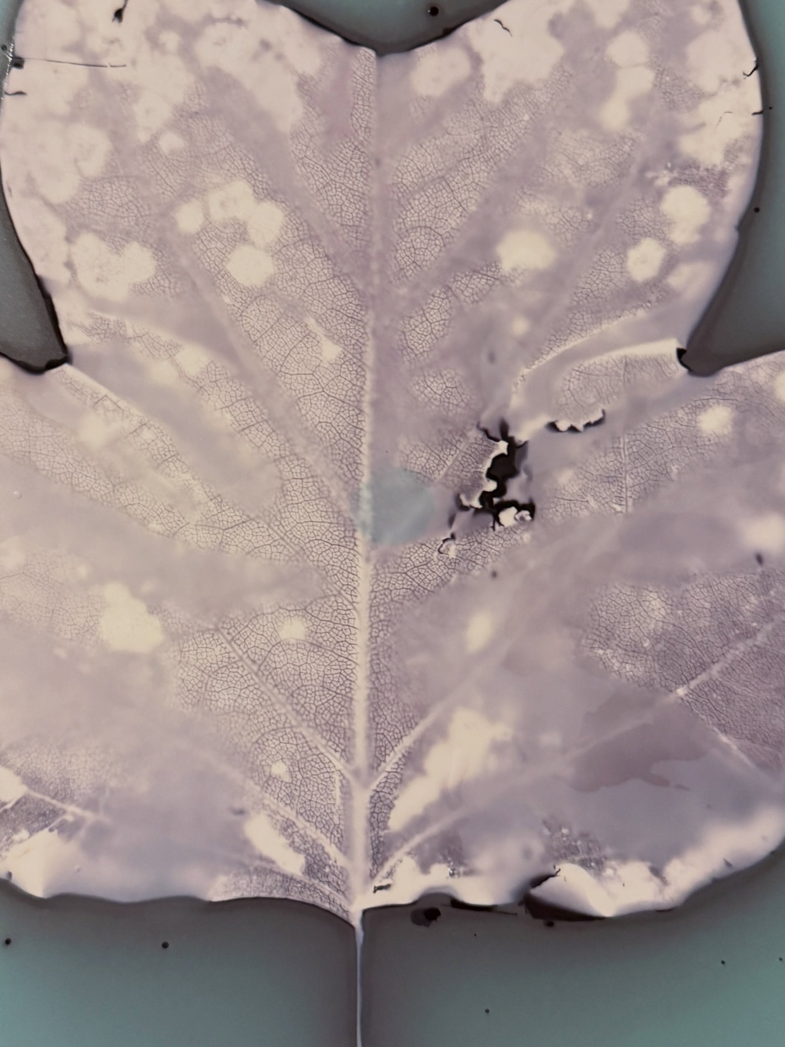 The issue with me wanting to make photograms all the time is not really being surrounded by much plant material at home. But this leaf did the trick while experimenting with phytograms over the weekend. 🧪 what do you think?