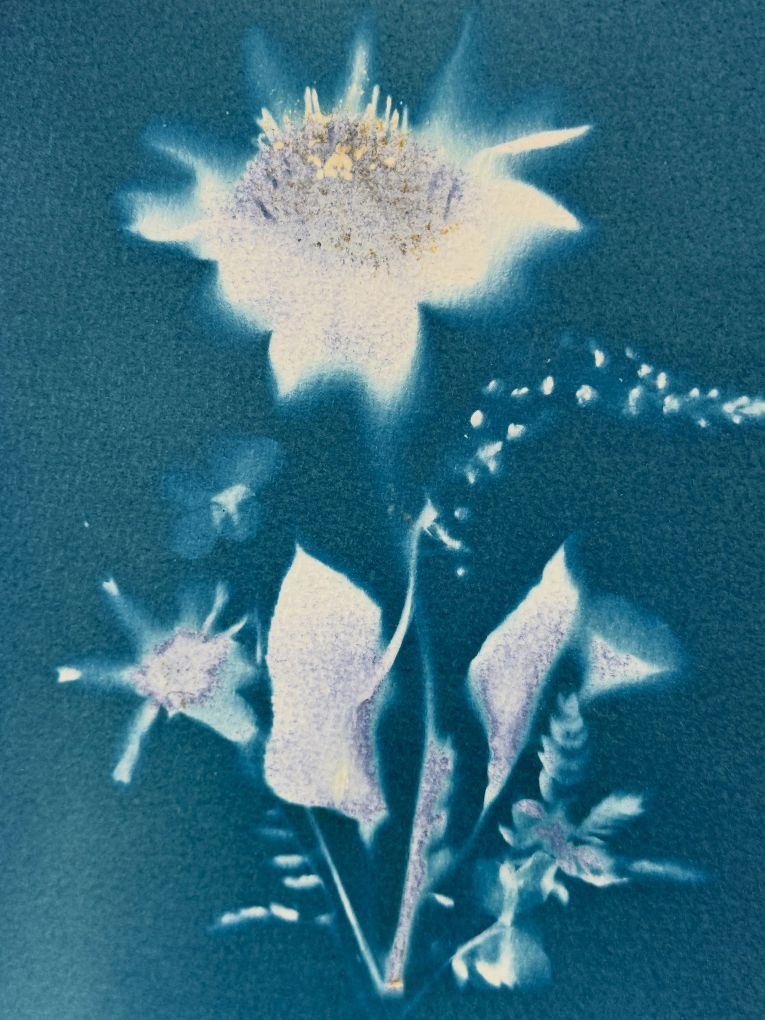 Beautiful cyanotype photographs right after rinsing. Created at @lopezurbanfarm on a misty, humid Sunday last month. I&rsquo;ll be returning for two sessions on Sunday August 16 at 10 AM and at 1 PM. All supplies are included 🪻