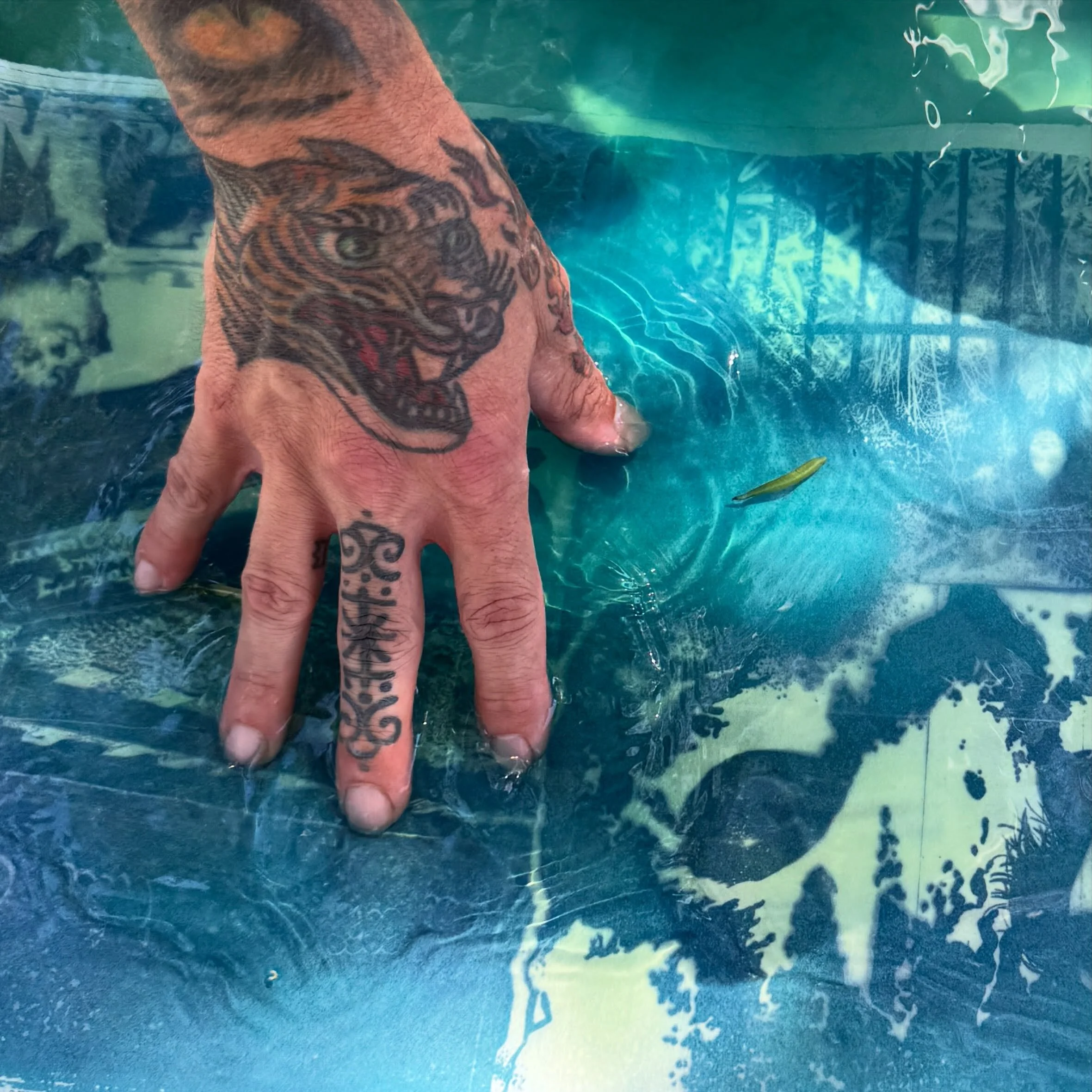 New workshop tickets available in my bio! 💙

1. Shades of Blue at @omomercado on 9/10 (Cyanotype workshop using botanicals and photo negatives) Ages 21+

2. Blue Magic: The Wonders of Cyanotype @chaffeycommunitymuseum on 9/27 (Cyanotype using botani