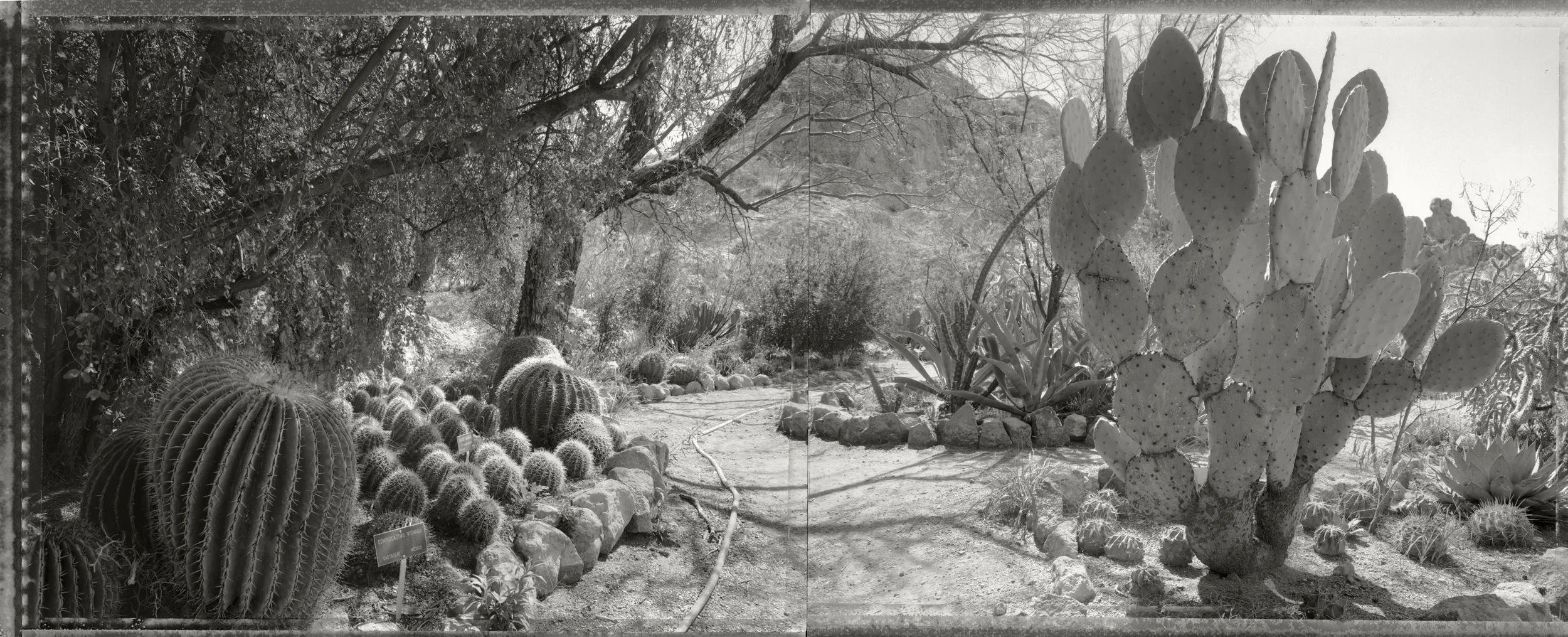Path with garden hose, Boyce Thompson Arboretum, Arizona (diptych), 1988