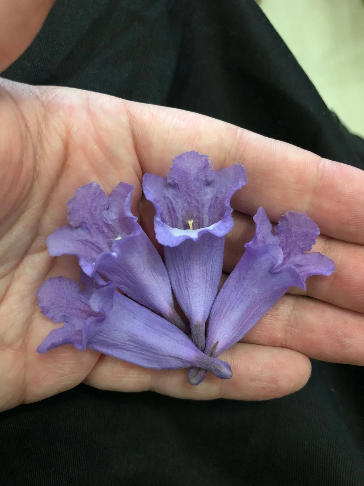 Dagboksanteckningar i Monterrey