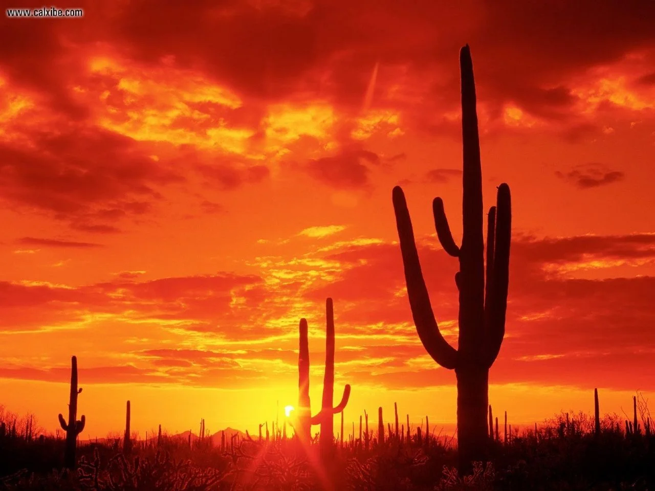 Burning_Sunset_Saguaro_National_Park__Arizona_1280x960.jpg