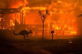 Kangaroo fires.jpeg