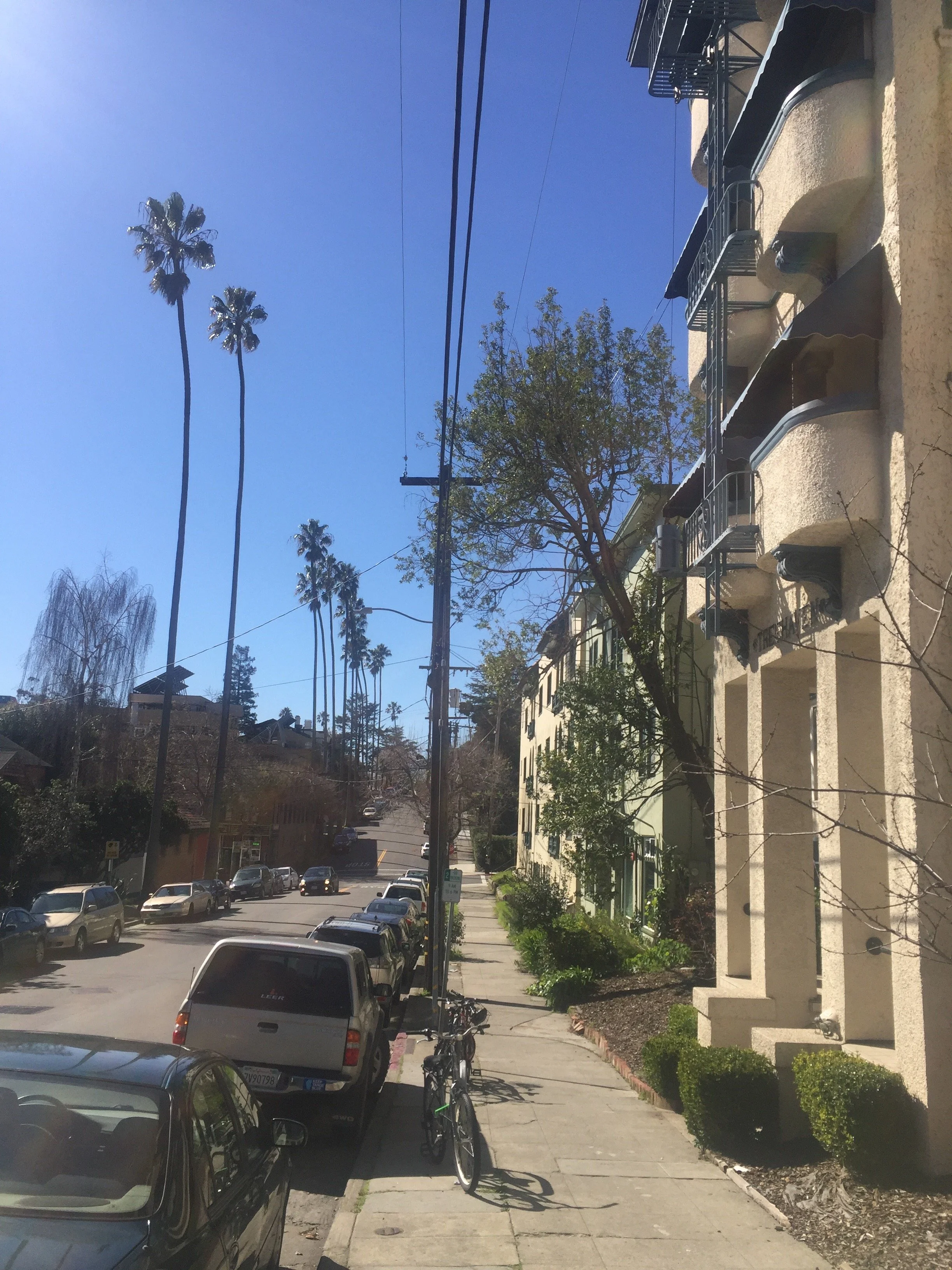 2523 palm trees.jpg