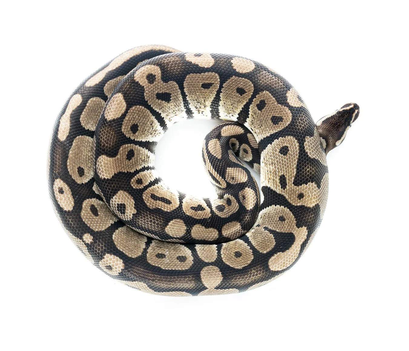 Pastel VPI Axanthic, hann