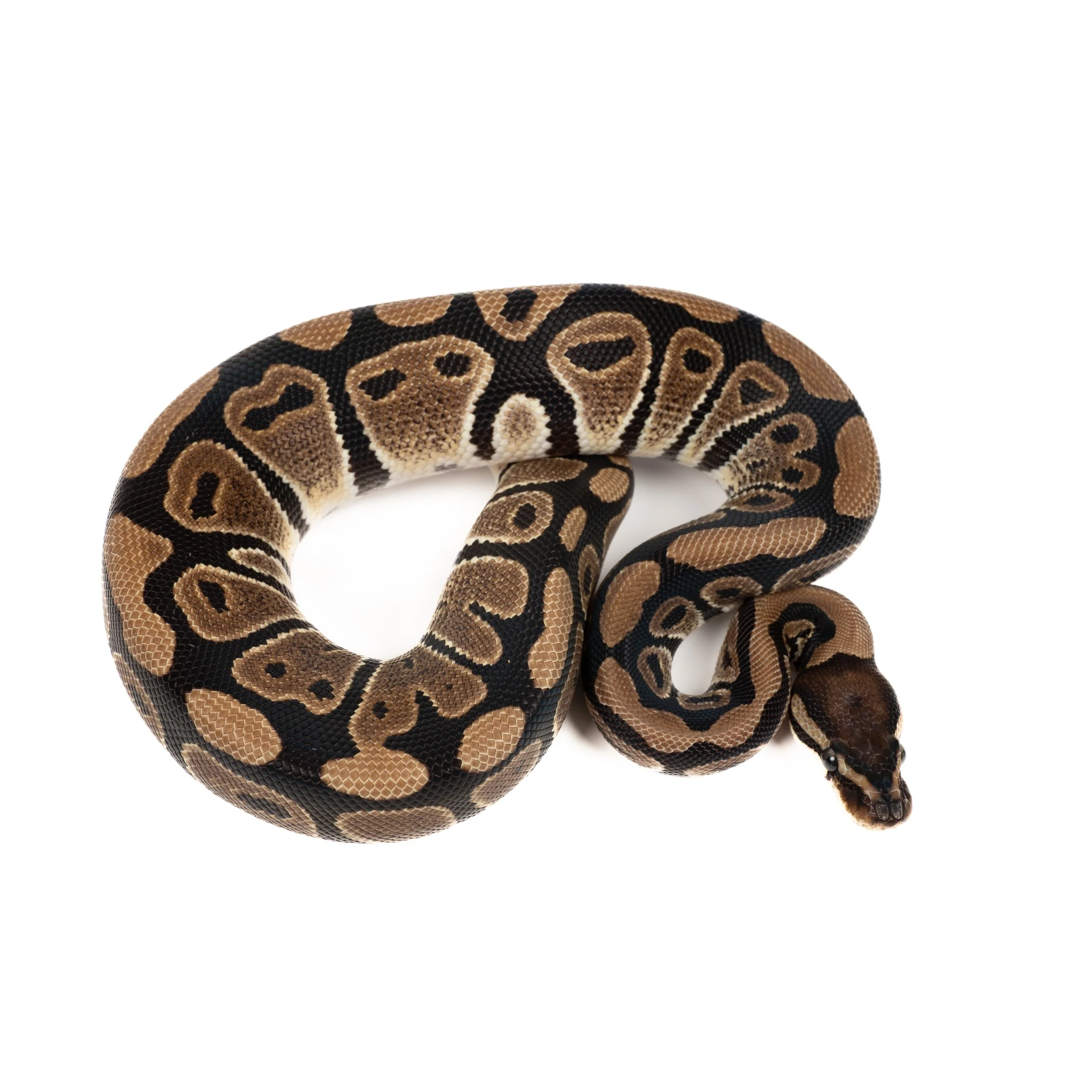 Viltfarget 100% DH Clown VPI Axanthic, hunn