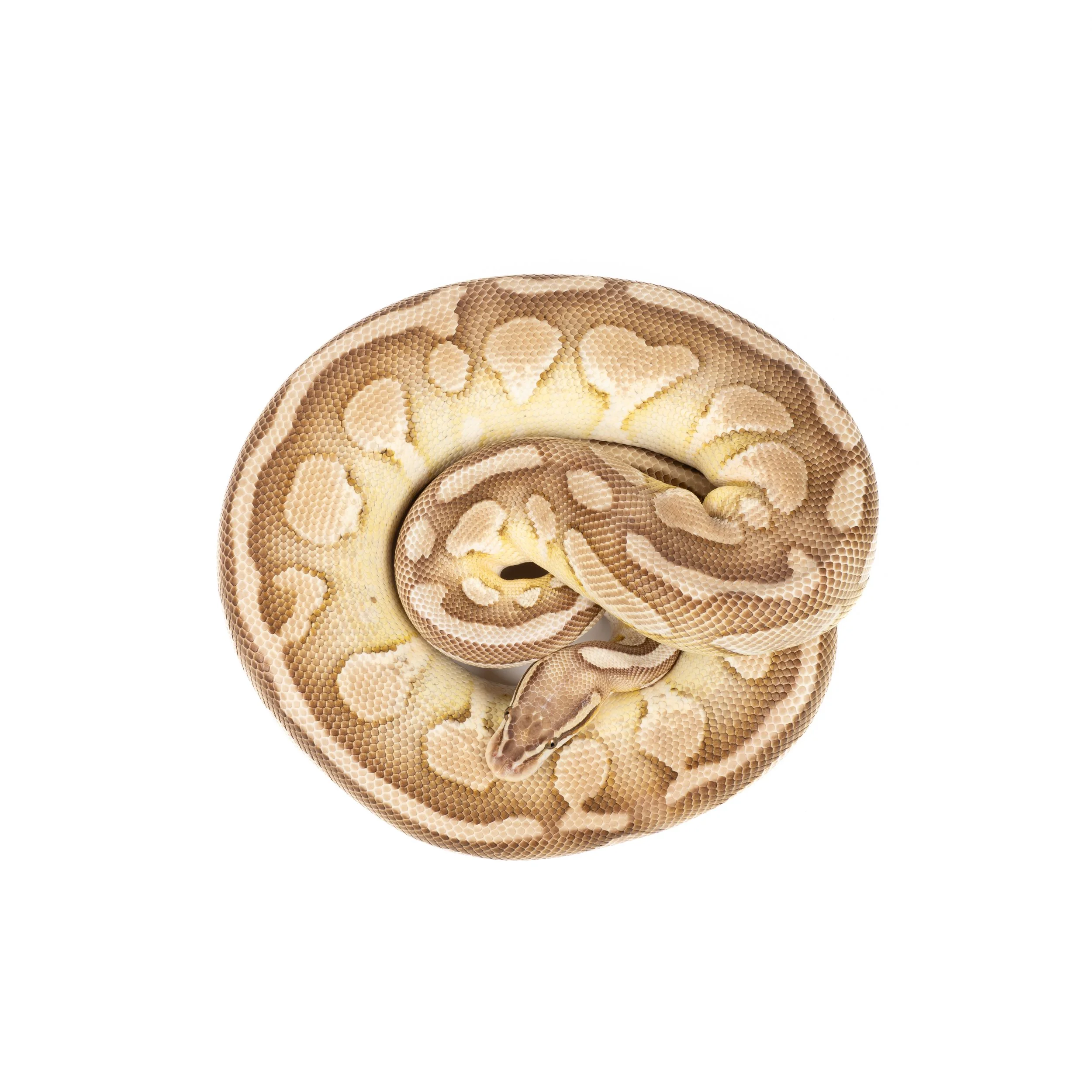 Lesser Pastel, hunn