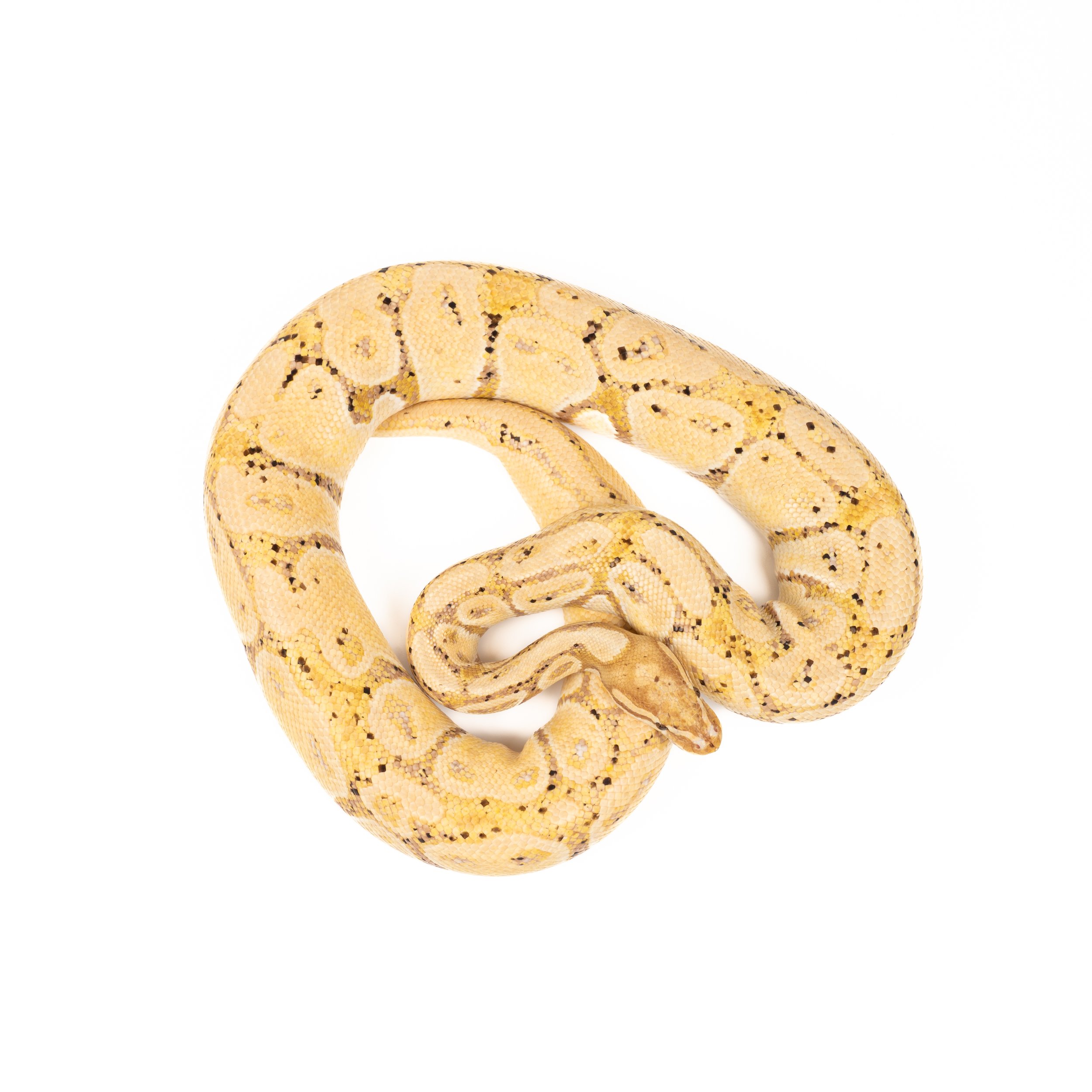 Banana het piebald, hann