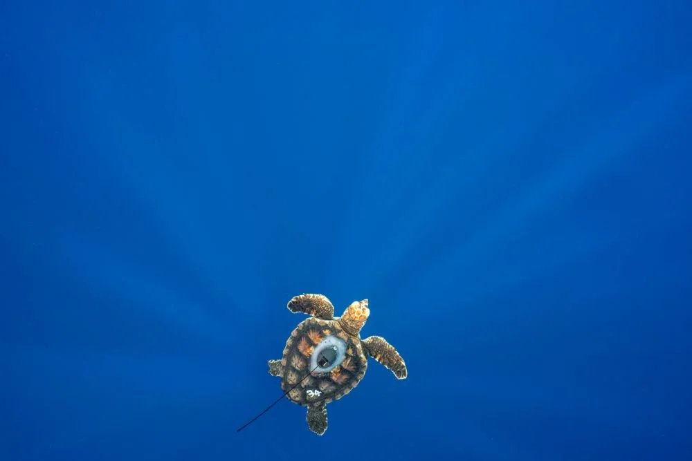 Tracking the Lost Years: A Second Release in the Agulhas Current