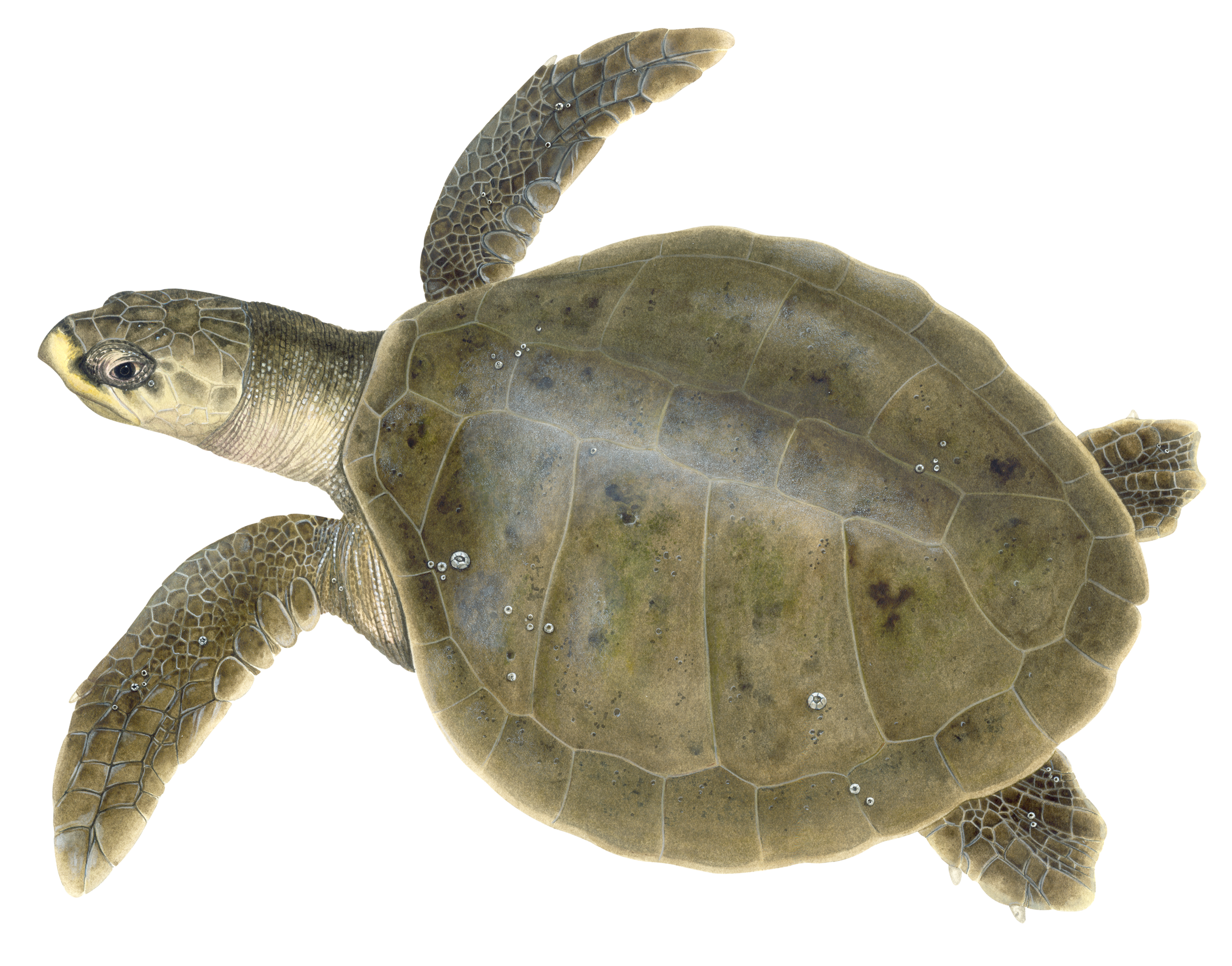 Adult Kemp's Ridley Sea Turtle