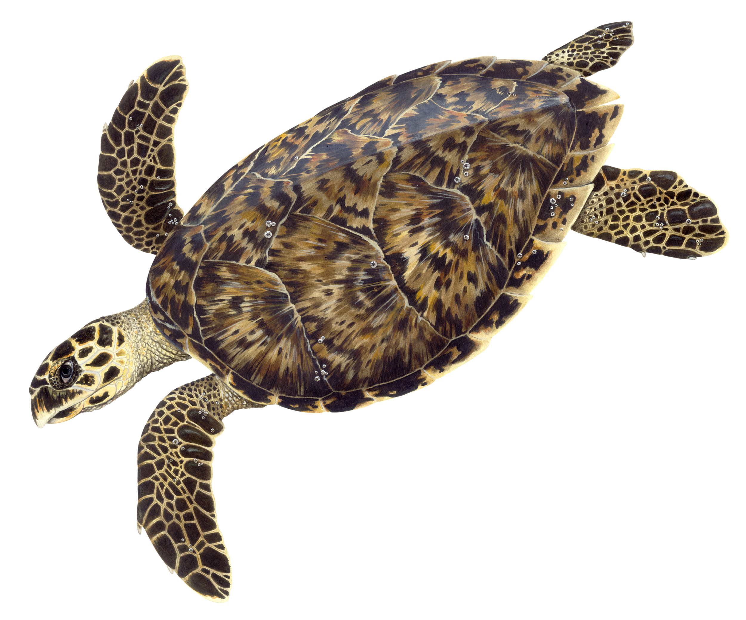 Adult Hawksbill Sea Turtle