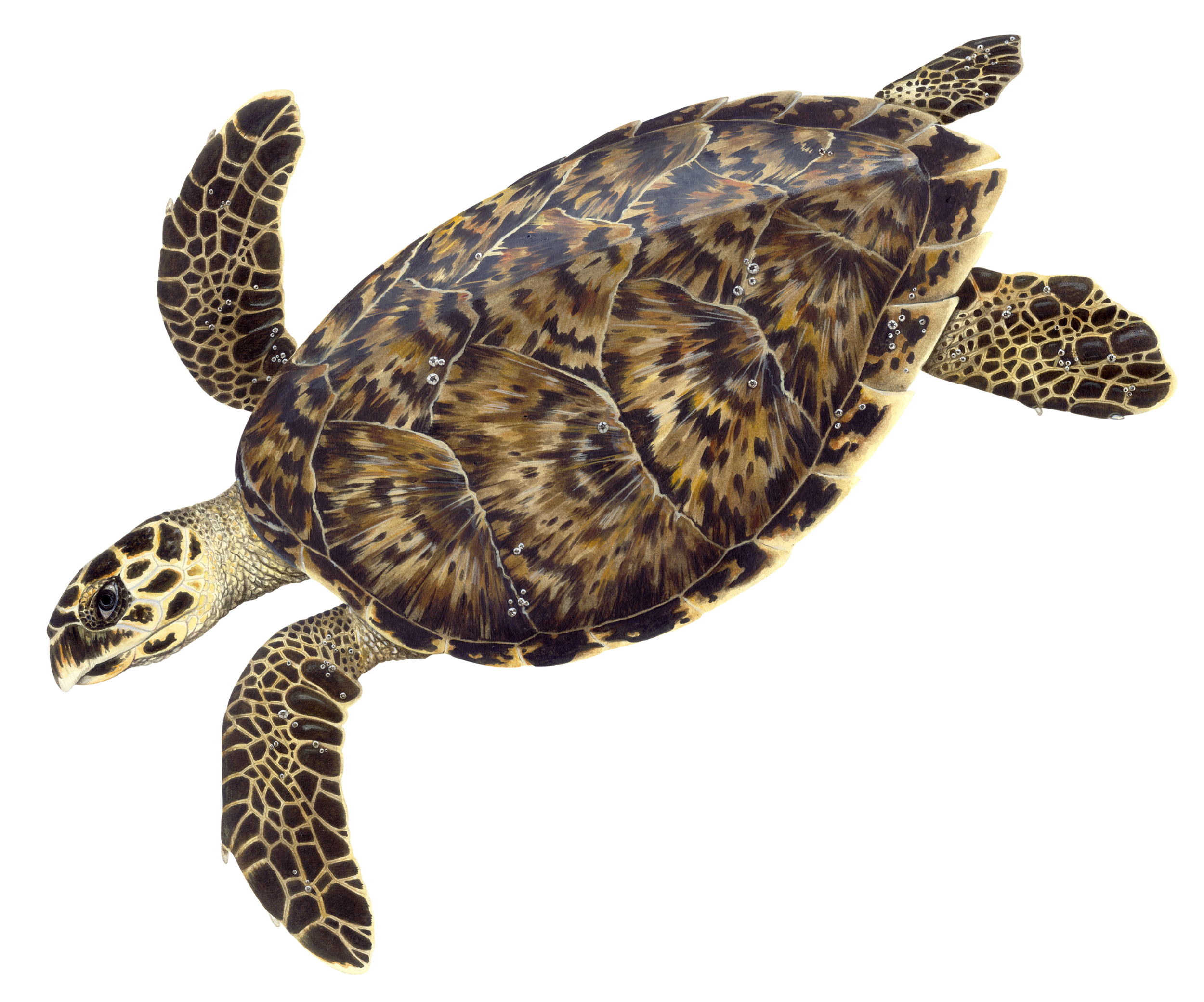 Hawksbill Turtle, Sea Turtles, Species