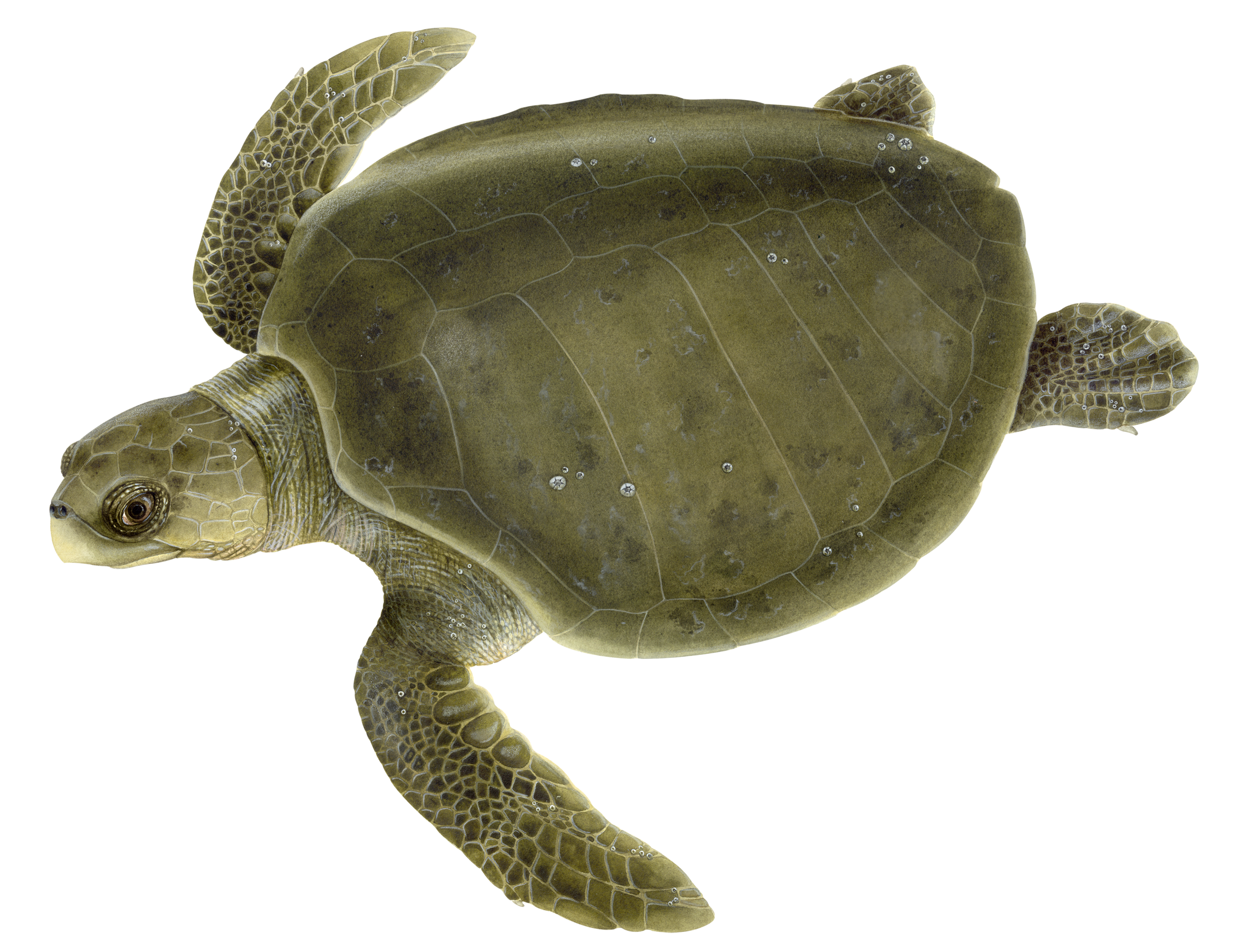 Adult Olive Ridley Sea Turtle