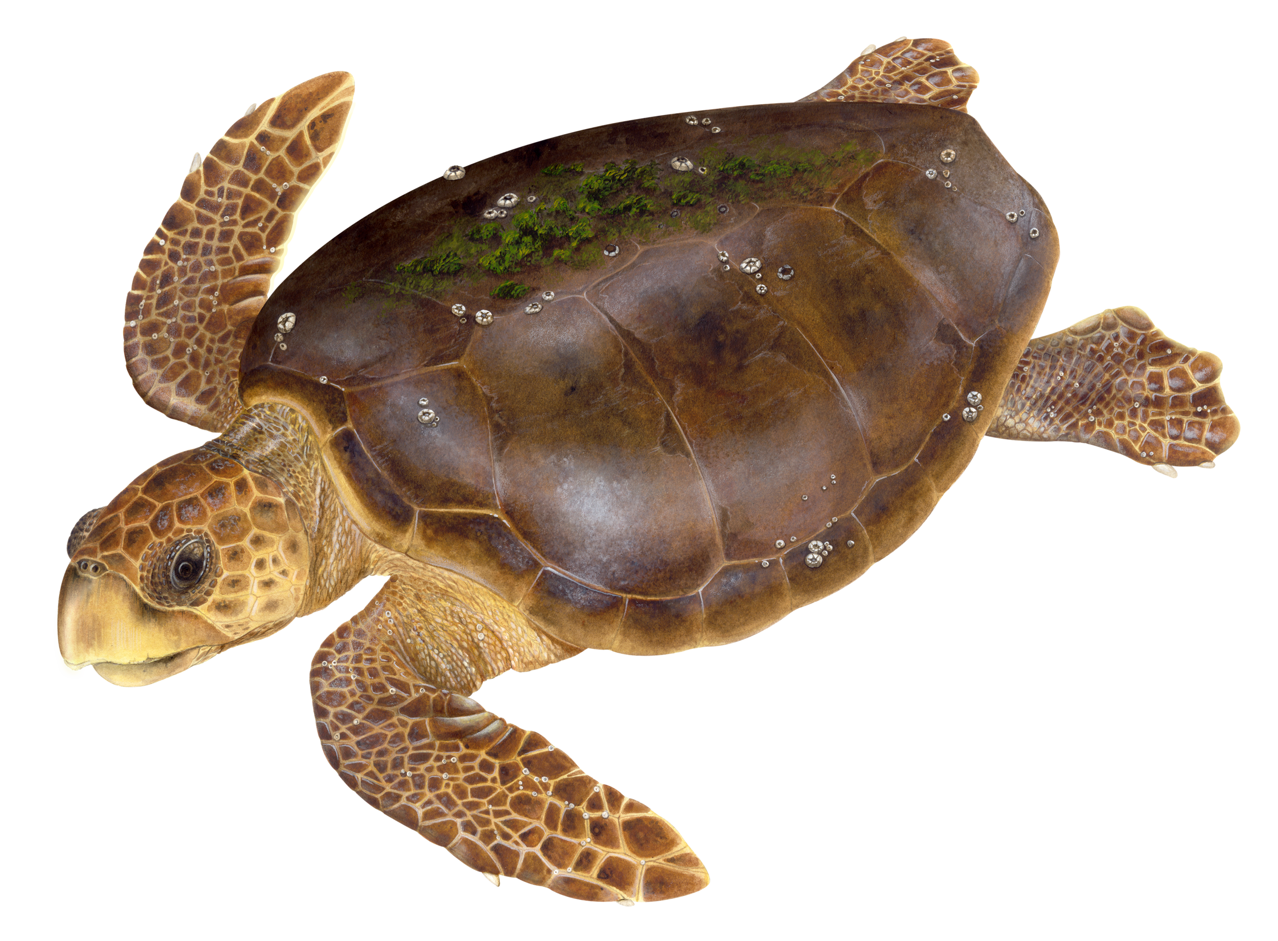 Adult Loggerhead Sea Turtle