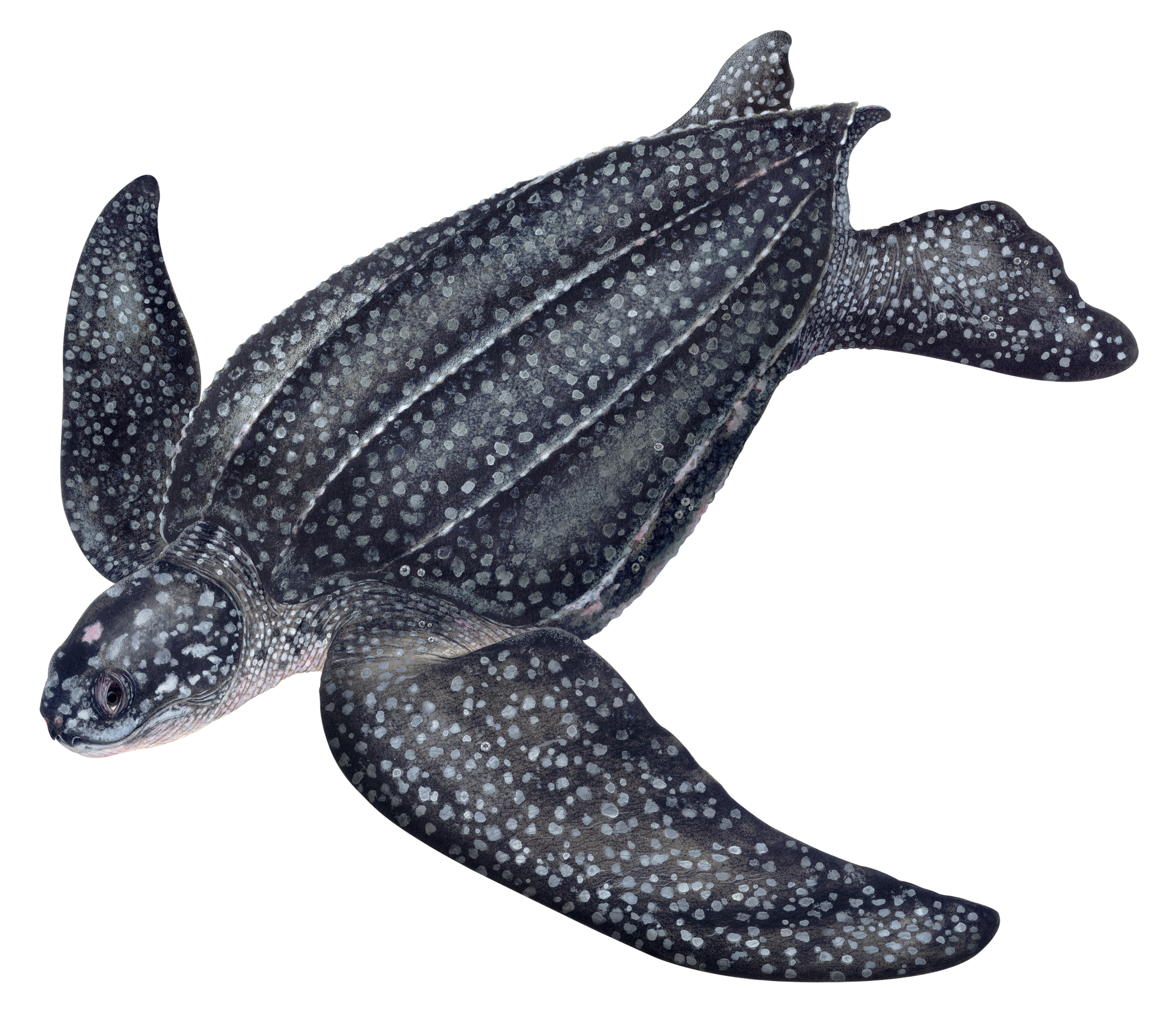 Leatherback Illustration