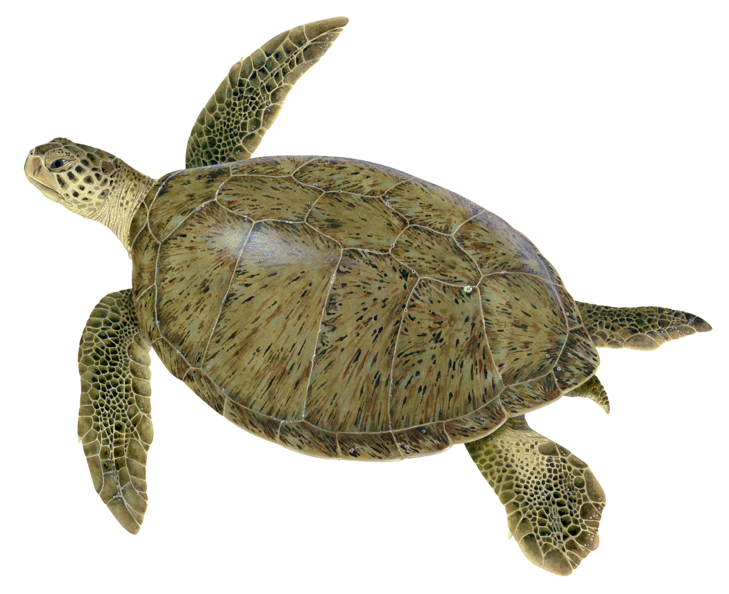 Learn About Sea Turtles — Upwell