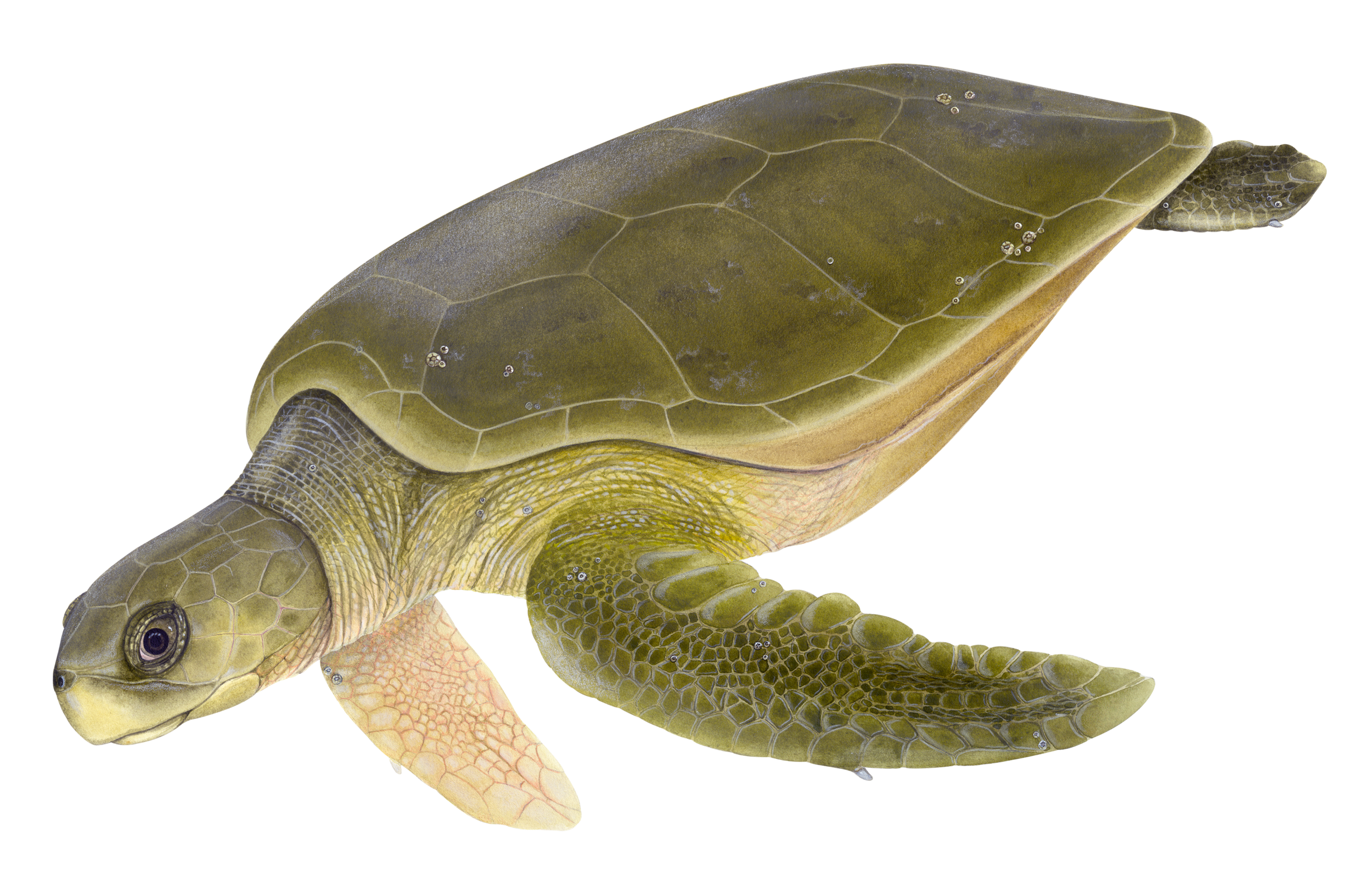 Learn About Sea Turtles — Upwell